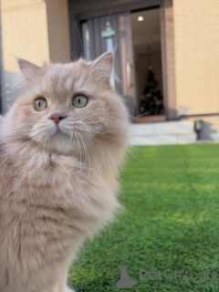 Zdjęcie №4. Sprzedam kot syberyjski w Egilsstaðir. prywatne ogłoszenie - cena - negocjowane