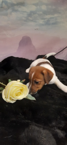 Dodatkowe zdjęcia: Szczeniak (suka) Jack Russell Terrier