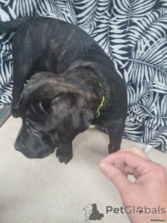 Zdjęcie №2 do zapowiedźy № 166185 na sprzedaż  cane corso - wkupić się Niemcy 