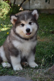 Zdjęcie №1. alaskan malamute - na sprzedaż w Šid | negocjowane | Zapowiedź №176289