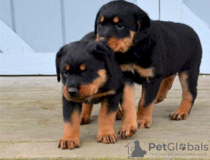 Zdjęcie №1. rottweiler - na sprzedaż w Валлетта | 1674zł | Zapowiedź №58275