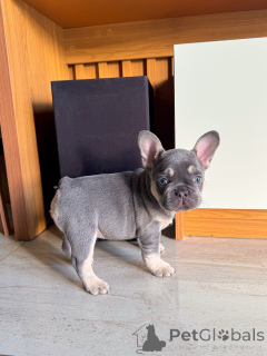 Zdjęcie №3. Przynieś do domu swój nowy najlepszy przyjaciel Sute French Bulldog Puppy. Niemcy