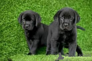 Zdjęcie №1. labrador retriever - na sprzedaż w Manchester | 4784zł | Zapowiedź №165695