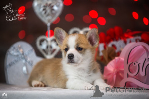 Dodatkowe zdjęcia: Sprzedam bardzo piękne szczenię welsh corgi pembroke