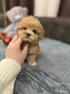 Zdjęcie №2 do zapowiedźy № 162527 na sprzedaż  maltipu - wkupić się Niemcy hodowca