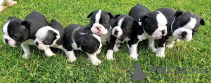 Zdjęcie №3. Urocze szczenięta Boston Terrier do bezpłatnej adopcji. Niemcy