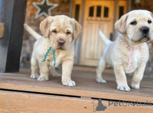 Zdjęcie №2 do zapowiedźy № 160968 na sprzedaż   - wkupić się Wielka Brytania hodowca