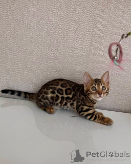 Zdjęcie №3. Zabawny kotek bengalski cętkowany mini lampart gotowy na przygodę. Szwecja
