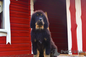Zdjęcie №2 do zapowiedźy № 11932 na sprzedaż  mastif tybetański - wkupić się Białoruś prywatne ogłoszenie