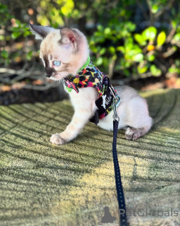 Zdjęcie №3. Zdrowe kocięta bengalskie dostępne do adopcji. Niemcy