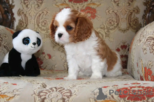 Zdjęcie №3. Cavalier King Charles Spaniel Puppies do adopcji. USA