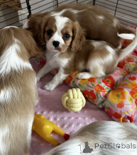 Zdjęcie №3. Szczenięta Cavalier King Charles do adopcji.. Finlandia