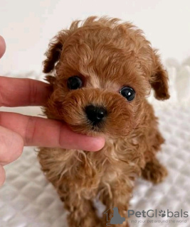 Zdjęcie №2 do zapowiedźy № 133705 na sprzedaż   - wkupić się USA 