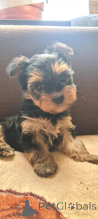 Zdjęcie №3. York Terrier Girl. Polska