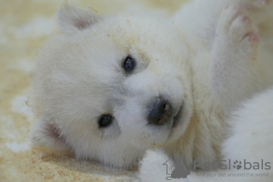 Dodatkowe zdjęcia: Szczenięta Siberian Husky