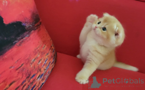 Zdjęcie №3. Szkockie fold męski kotek. USA