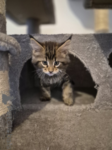 Zdjęcie №3. Maine Coon polidakt (4*6). Niemcy