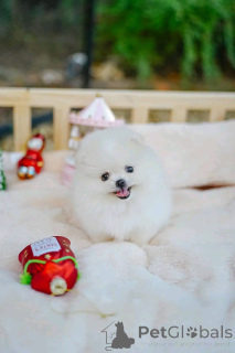 Zdjęcie №3. Urocza filiżanka do herbaty Pomeranian Jeśli szukasz, możesz wyrazić swoją. Kuwejt