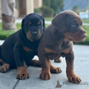 Zdjęcie №4. Sprzedam doberman w Meksyk. prywatne ogłoszenie - cena - 3476zł