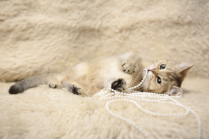 Zdjęcie №2 do zapowiedźy № 3974 na sprzedaż  kot brytyjski krótkowłosy - wkupić się Federacja Rosyjska od żłobka