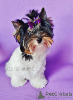 Zdjęcie №2 do zapowiedźy № 114522 na sprzedaż  yorkshire terrier biewer - wkupić się Gruzja od żłobka, hodowca