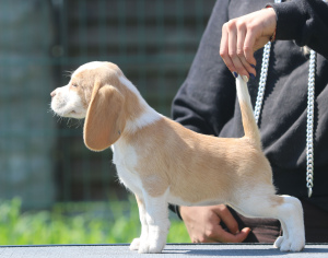 Zdjęcie №2 do zapowiedźy № 2898 na sprzedaż  beagle (rasa psa) - wkupić się Białoruś od żłobka