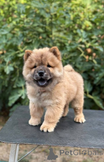 Zdjęcie №1. chow-chow - na sprzedaż w Šid | negocjowane | Zapowiedź №175478
