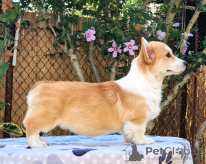 Zdjęcie №2 do zapowiedźy № 118255 na sprzedaż  welsh corgi - wkupić się Serbia hodowca