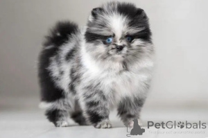 Zdjęcie №4. Sprzedam  w Ohio. hodowca - cena - negocjowane