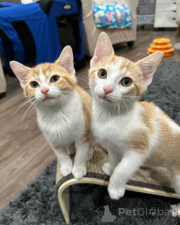 Zdjęcie №2 do zapowiedźy № 150629 na sprzedaż  kot domowy - wkupić się Niemcy ze schronu, hodowca