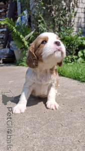 Zdjęcie №3. Purebred szczenięta Cavalier-King-Chalz-Spaniel.. Łotwa