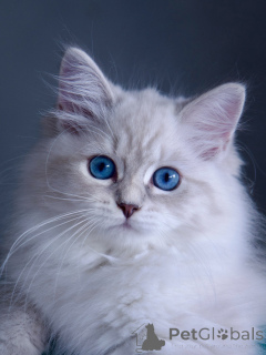 Zdjęcie №3. Koty syberyjskie do adopcji Zabawne i czułe. Szwecja