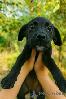 Zdjęcie №2 do zapowiedźy № 158392 na sprzedaż  pies nierasowy - wkupić się Federacja Rosyjska prywatne ogłoszenie