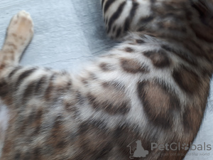 Dodatkowe zdjęcia: Kot bengalski J1