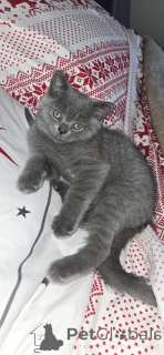 Zdjęcie №1. scottish straight - na sprzedaż w Chicago | 3050zł | Zapowiedź № 145318