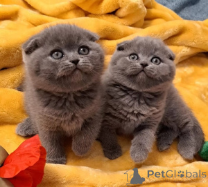 Zdjęcie №1. scottish fold - na sprzedaż w Ateny | negocjowane | Zapowiedź № 177780