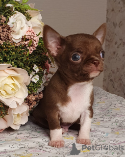 Dodatkowe zdjęcia: Chihuahua Chocolate Mini Boy