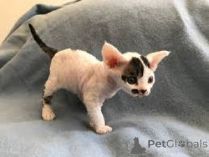 Zdjęcie №4. Sprzedam kot german rex w Wiesbaden.  - cena - negocjowane