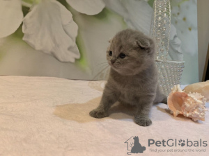 Dodatkowe zdjęcia: Kocięta Scottish Fold są już dostępne w sprzedaży