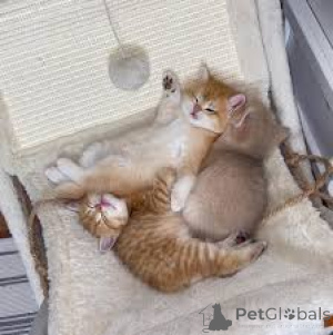 Zdjęcie №1. munchkin - na sprzedaż w Bernex | 2631zł | Zapowiedź № 163375