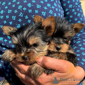 Zdjęcie №1. yorkshire terrier - na sprzedaż w Stockholm | negocjowane | Zapowiedź №83893