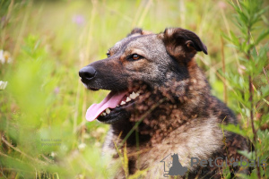 Zdjęcie №4. Sprzedam pies nierasowy w Mytishchi. prywatne ogłoszenie - cena - Bezpłatny