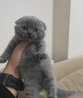 Zdjęcie №1. scottish fold - na sprzedaż w Cold Spring | 990zł | Zapowiedź № 96238