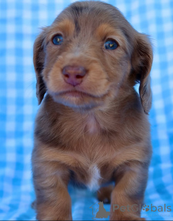 Zdjęcie №1.  - na sprzedaż w AchenkiRCch | negocjowane | Zapowiedź №155085