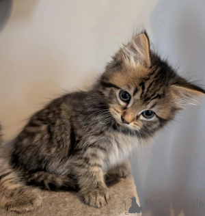 Zdjęcie №1. maine coon - na sprzedaż w Königs Wusterhausen | 1674zł | Zapowiedź № 178175