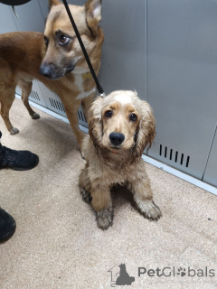 Zdjęcie №2 do zapowiedźy № 157083 na sprzedaż   - wkupić się Wielka Brytania prywatne ogłoszenie