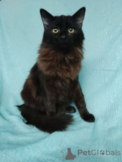 Zdjęcie №1.  - na sprzedaż w Rzeka Moskwa | Bezpłatny | Zapowiedź № 161311