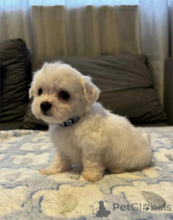 Zdjęcie №1. maltańczyk - na sprzedaż w Dülmen | 1674zł | Zapowiedź №154315