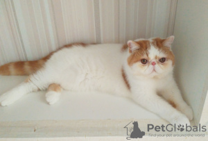 Zdjęcie №1. kot egzotyczny - na sprzedaż w Mińsk | 4186zł | Zapowiedź № 62411