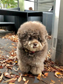 Zdjęcie №3. Ładny, zabawny i jakże kochany urok Cocos jest po prostu nie do odparcia!. Finlandia